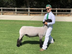 Jacob Quaglino bracing lamb for Mid-State fair livestock auction