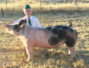 Wyatt Burt showing off pig for Mid-State fair livestock auction