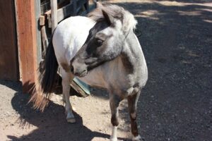 Pony at Fort Hope ranch in Huasna