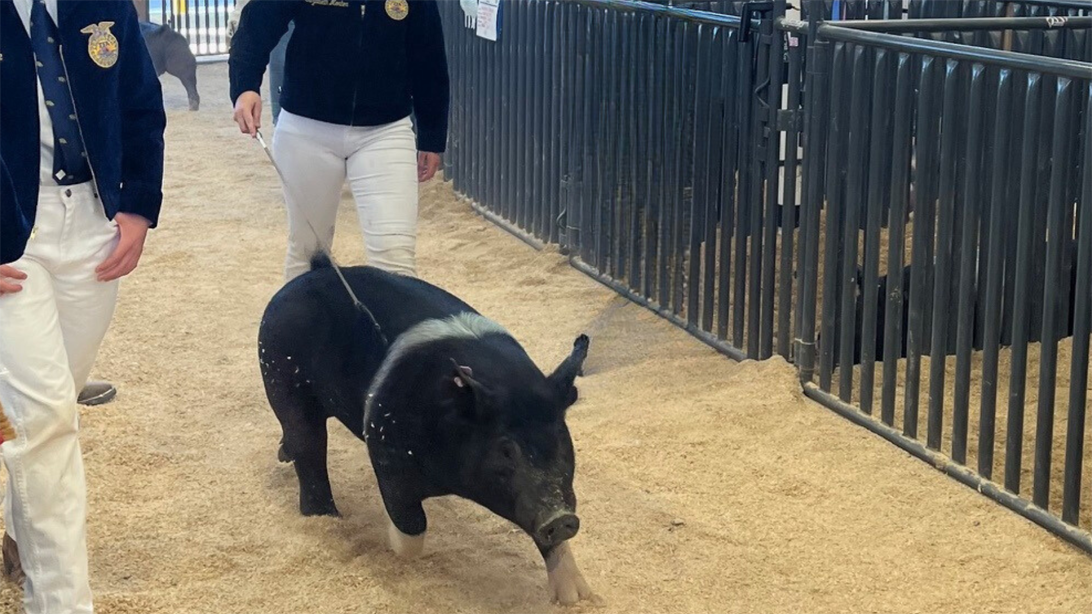 DLE Bids Big at the California Mid-State Fair Livestock Auction